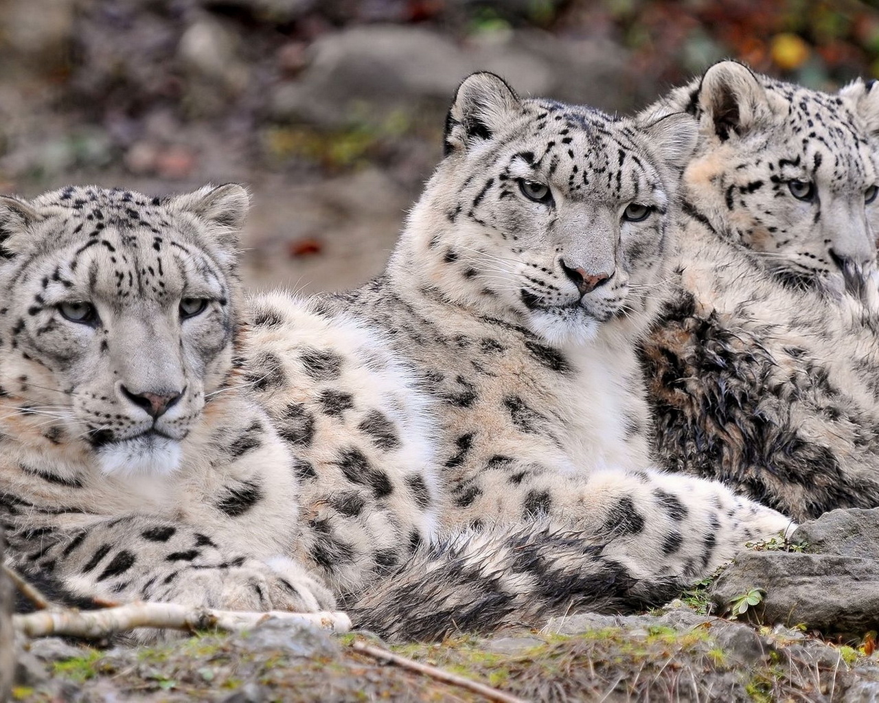 Три снежных барса