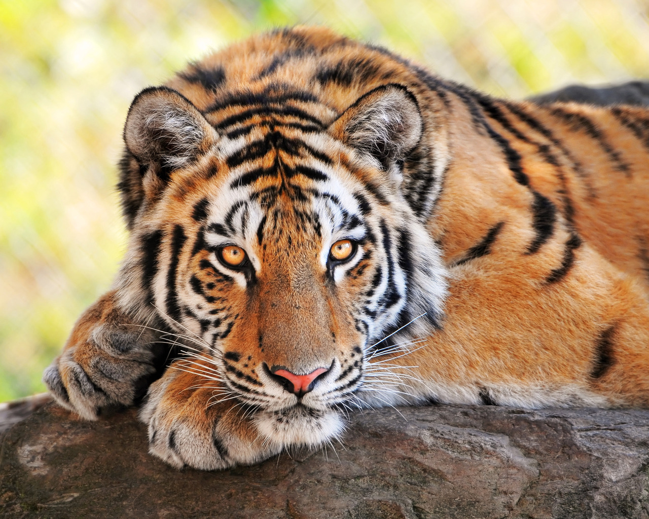 Тигриный взгляд