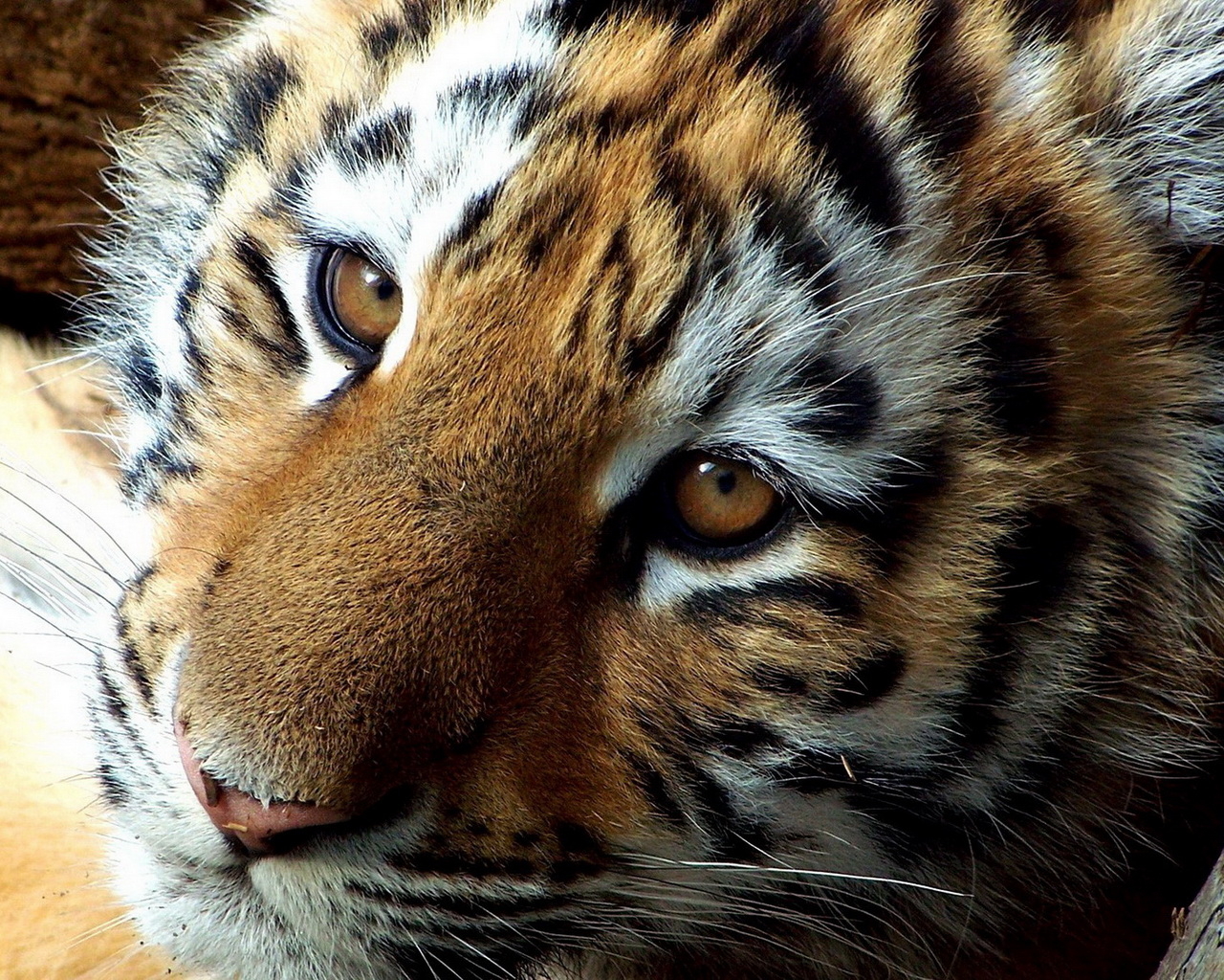 мордашка Тигренка