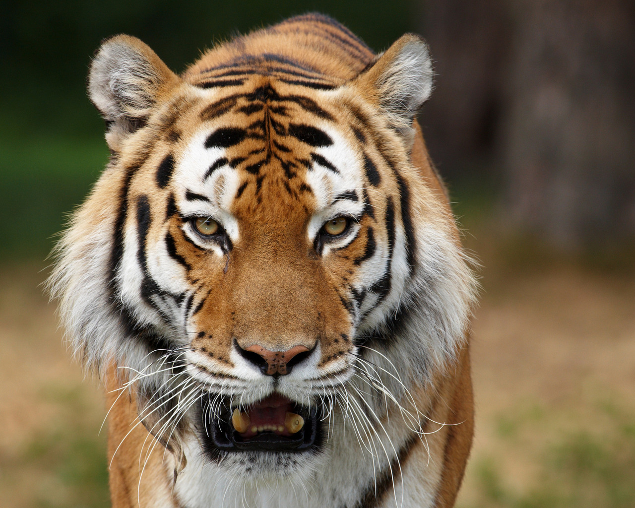 Тигриные клыки