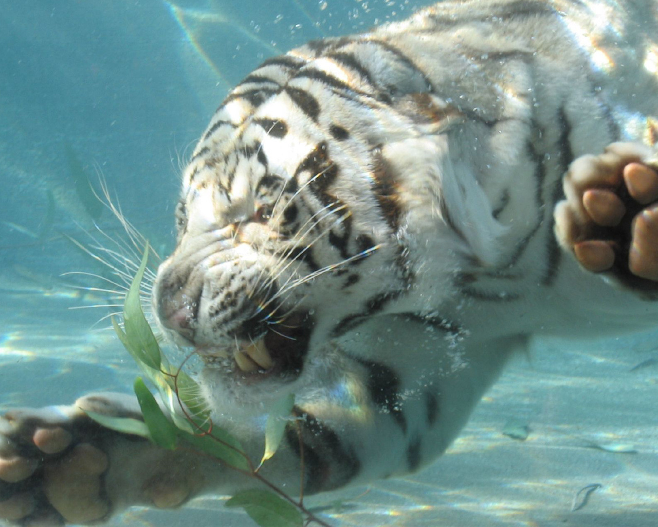 Тигр под водой