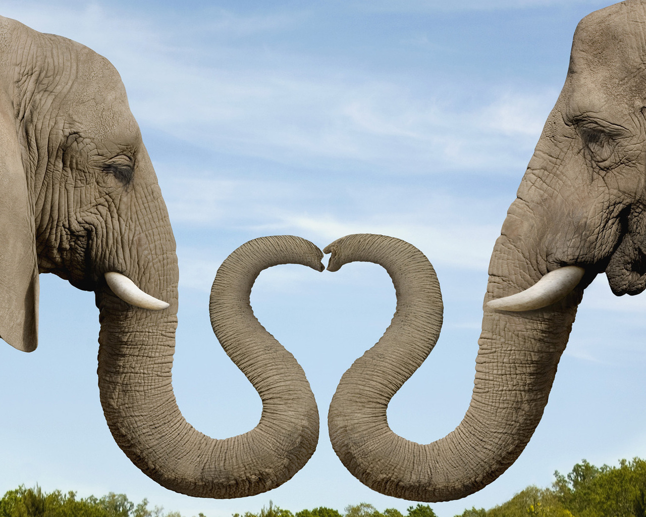 Два слона