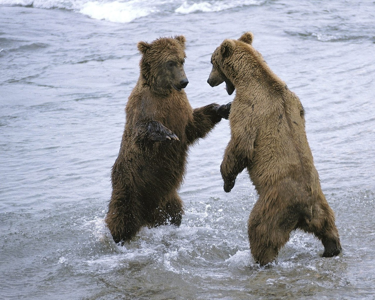 Два медведя