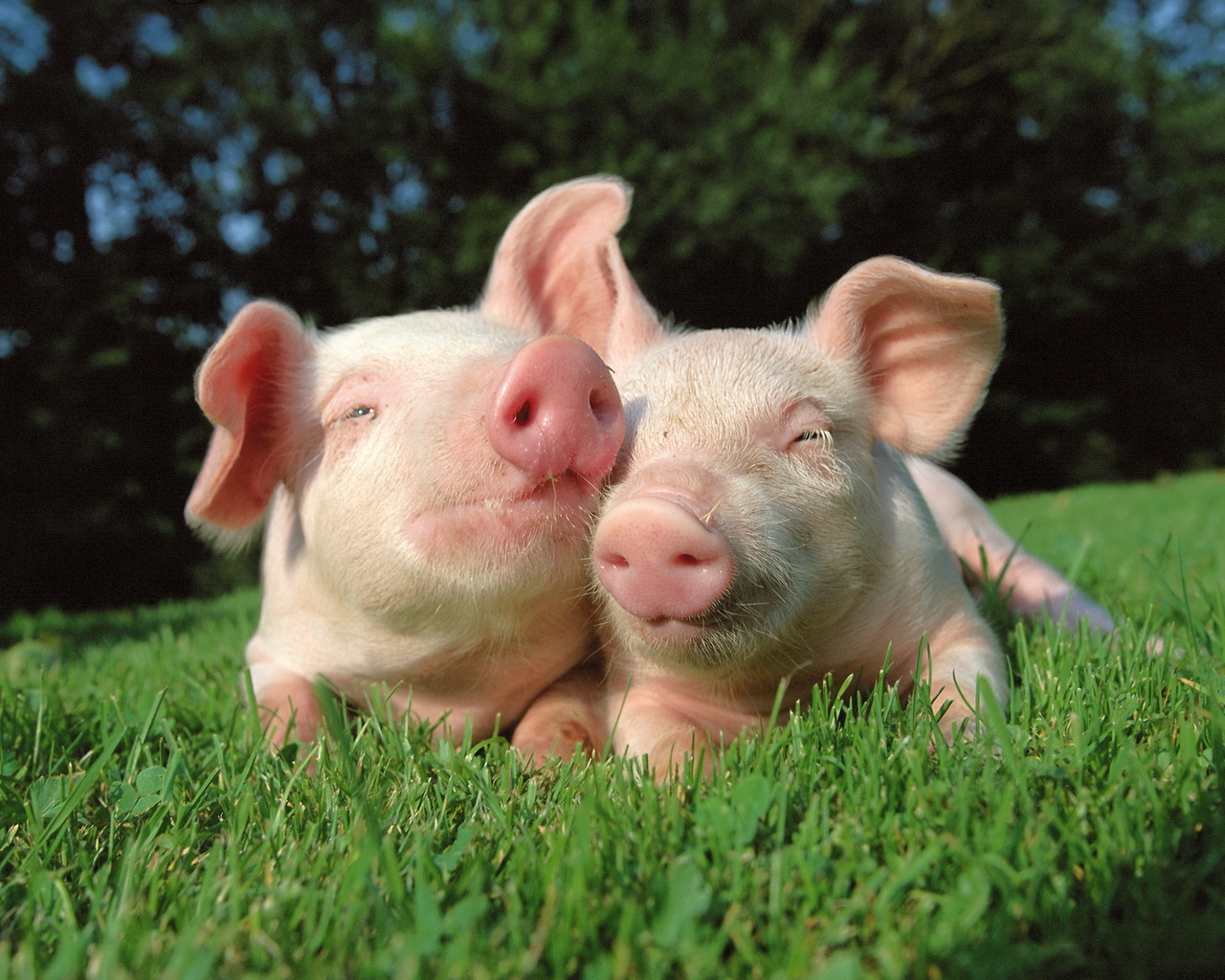 Два поросенка