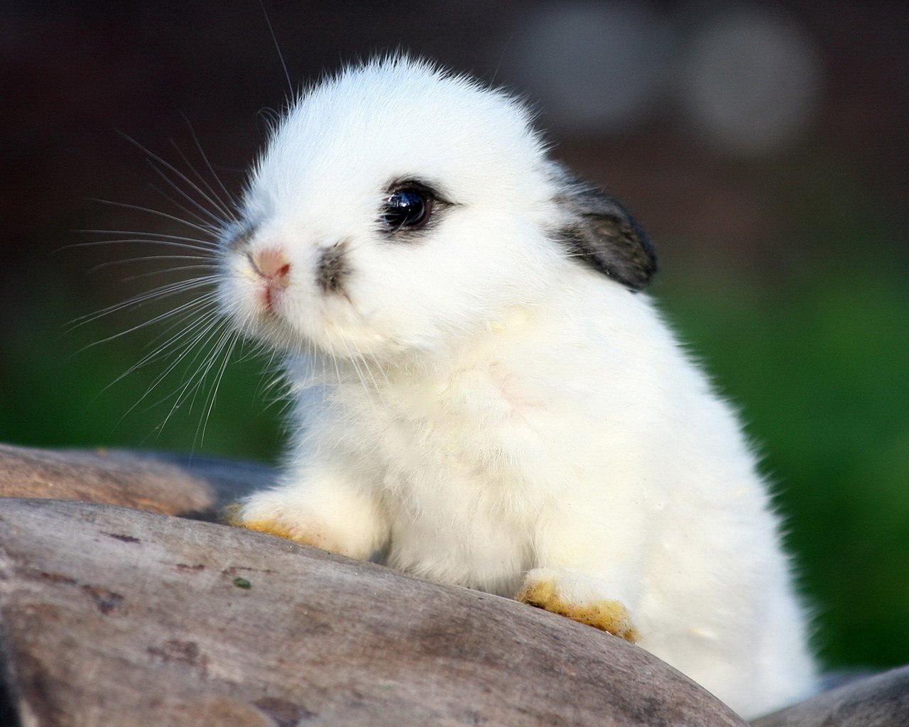 Белый кролик