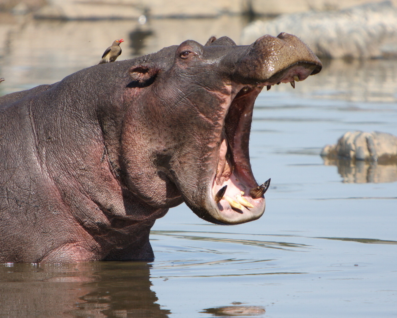 Зевающий бегемот