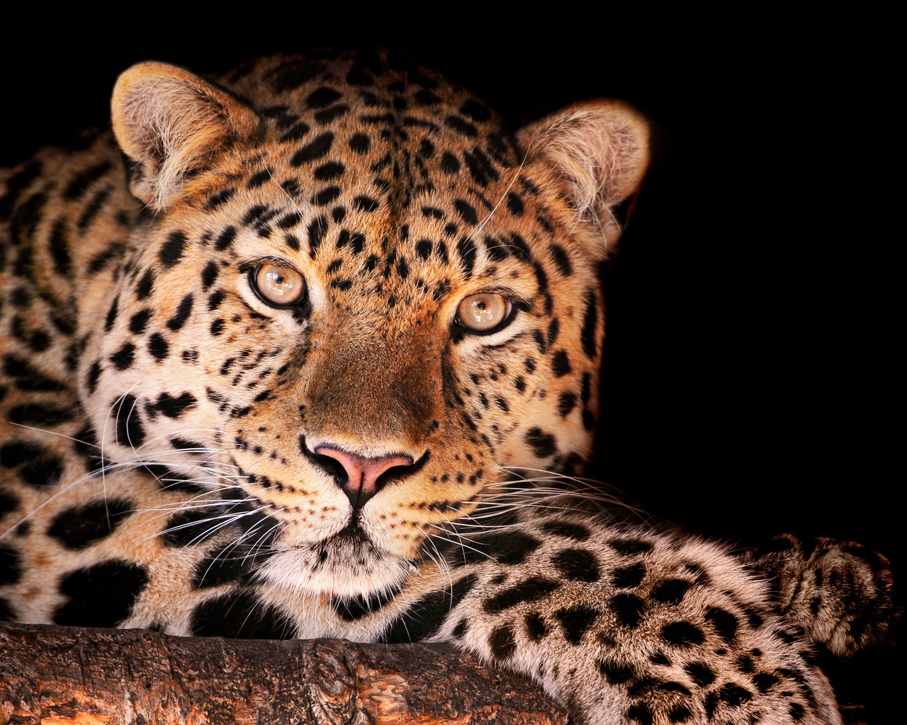 Завораживающий взгляд леопарда