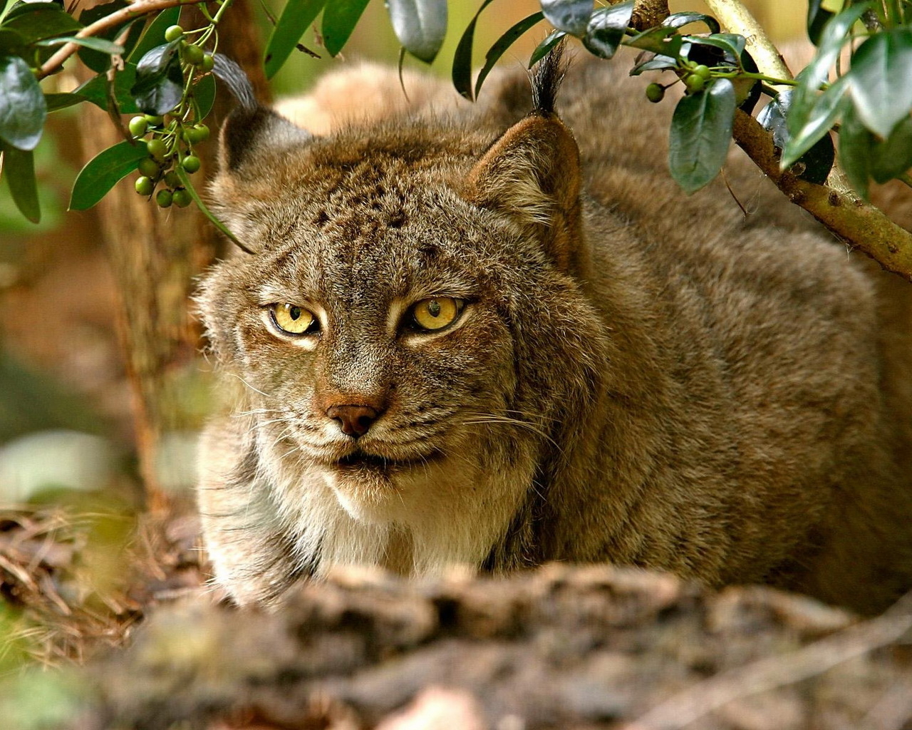 хищная Рысь