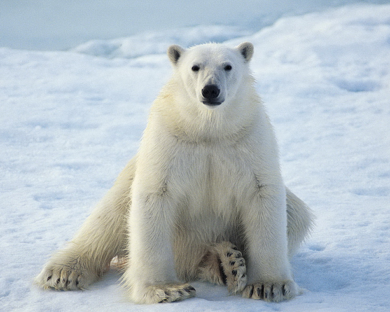 сидящий Белый медведь