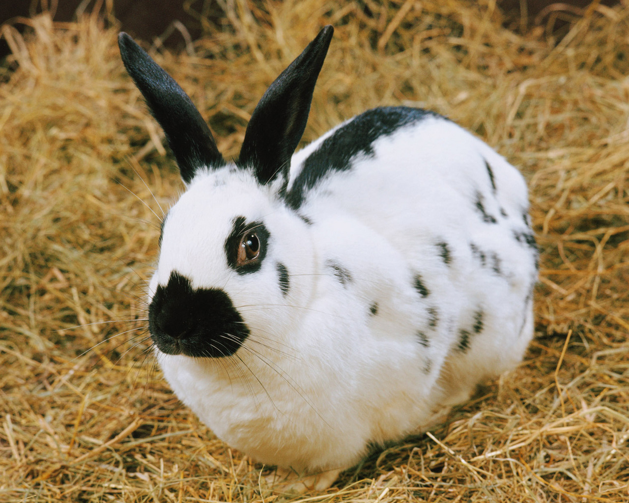 пятнистый Кролик