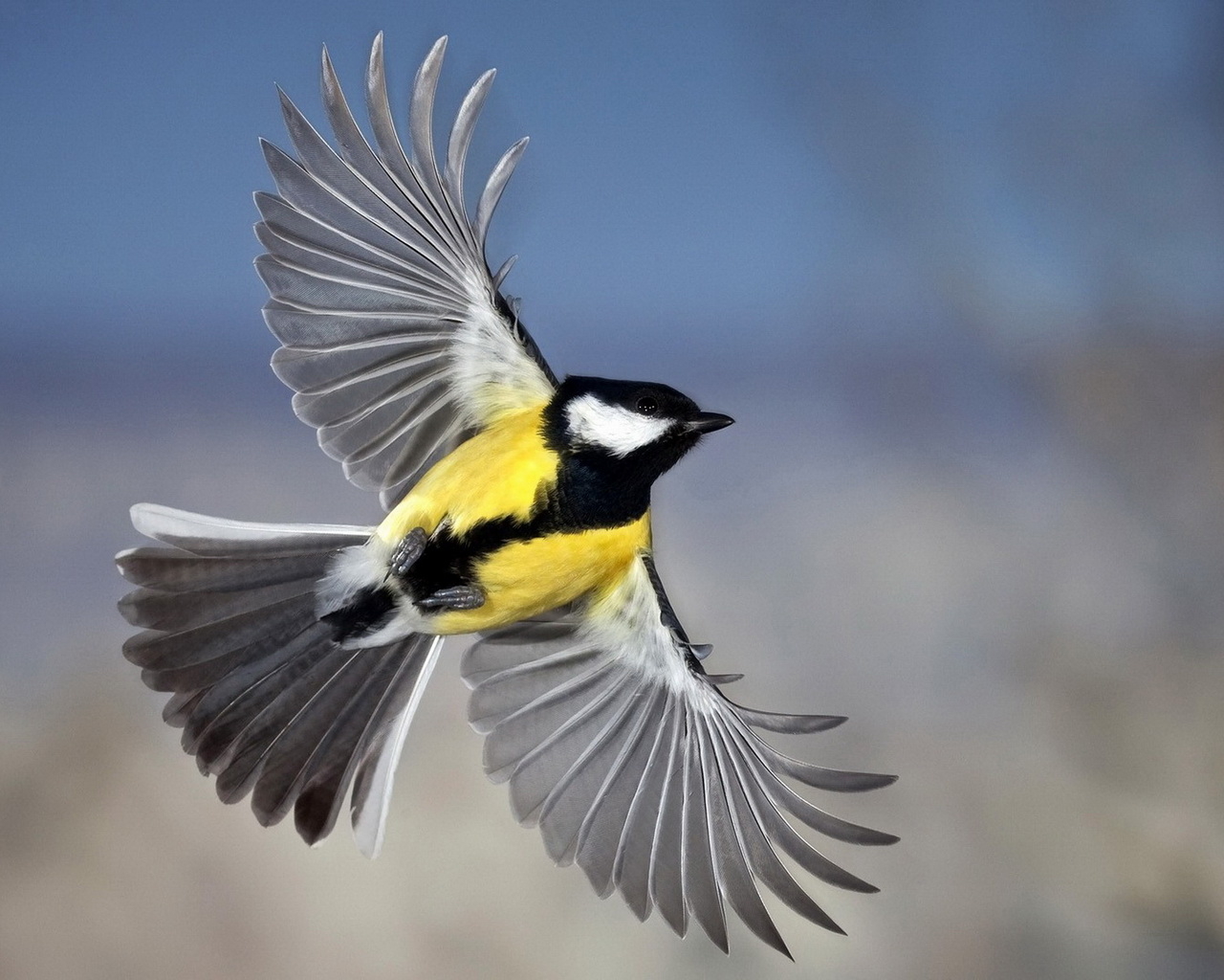 Синица в полете