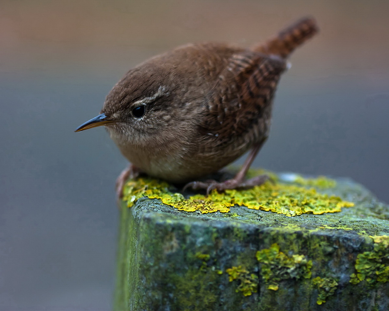 Птичка на пне