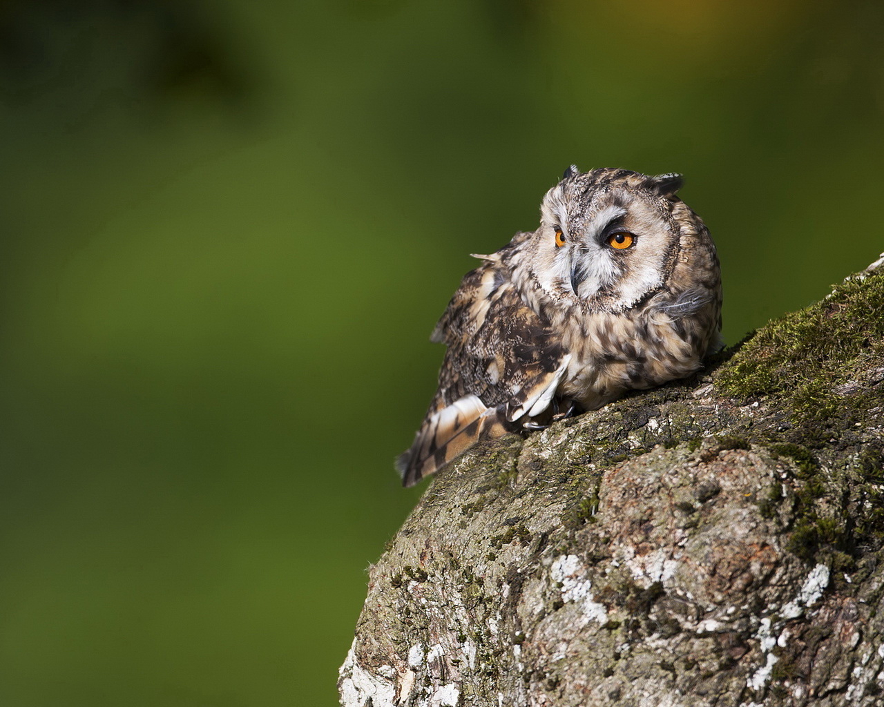 Одинокий филин