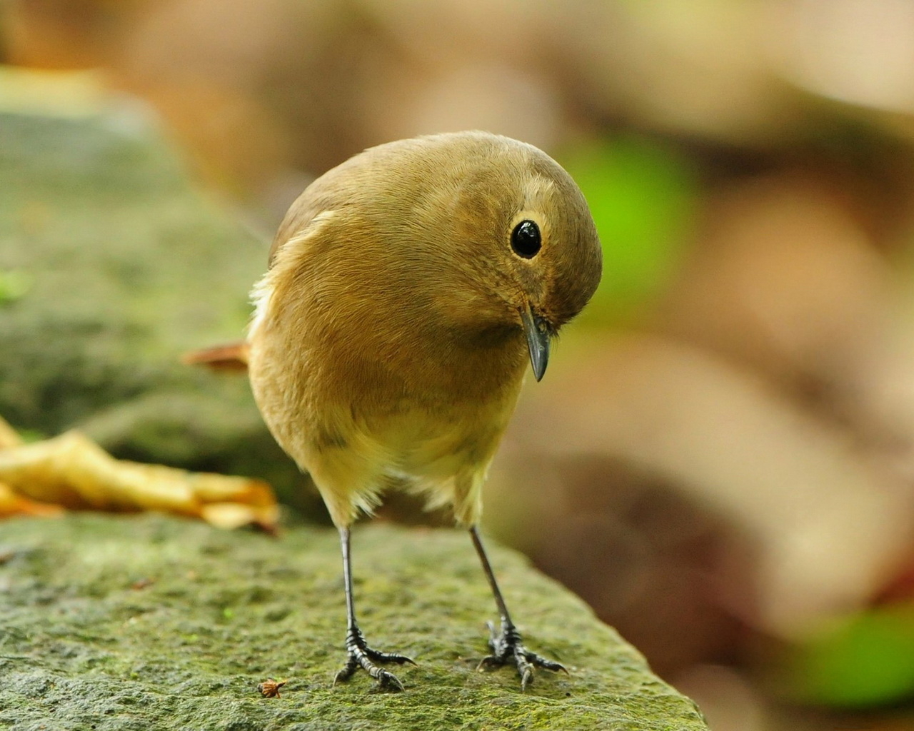 Загадочная птичка