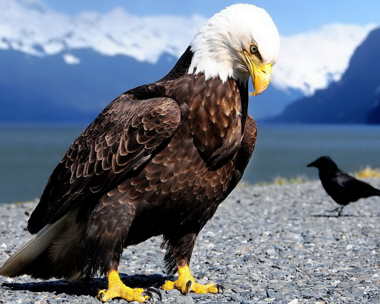 Белоголовый орлан