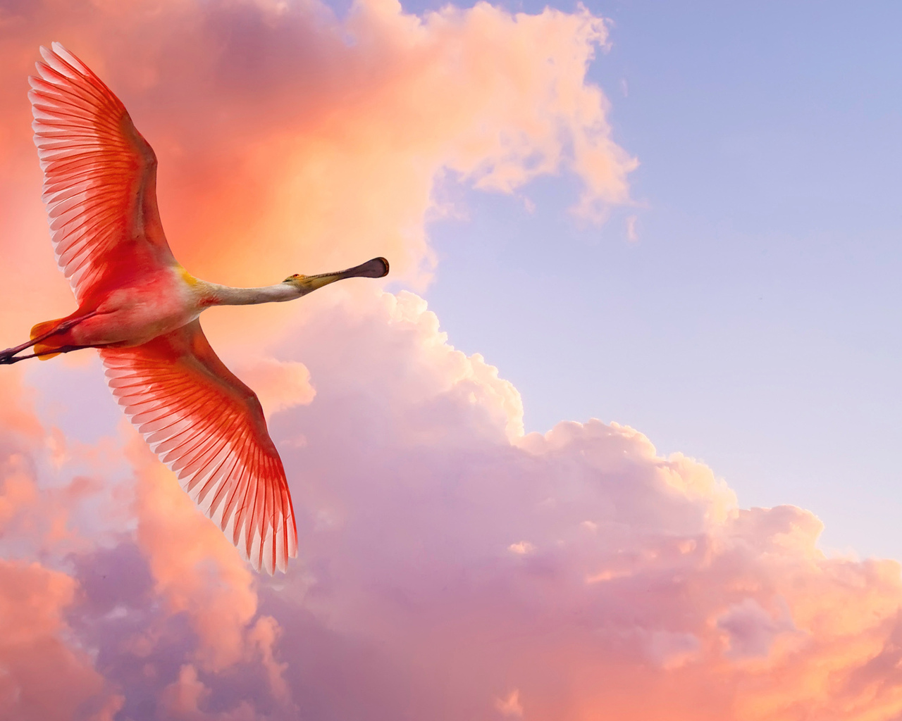 Красивое фото птицы