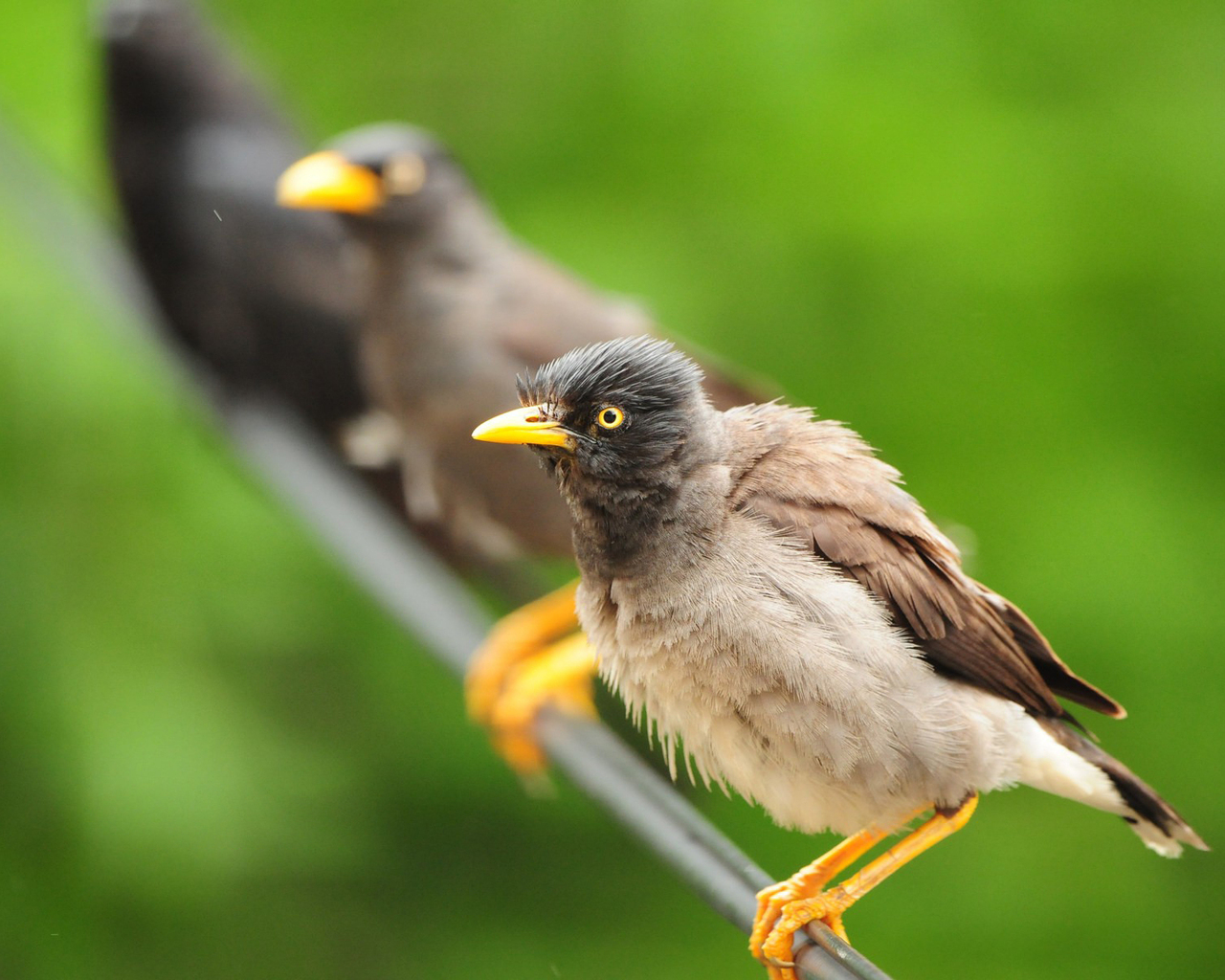 Птицы на проводе
