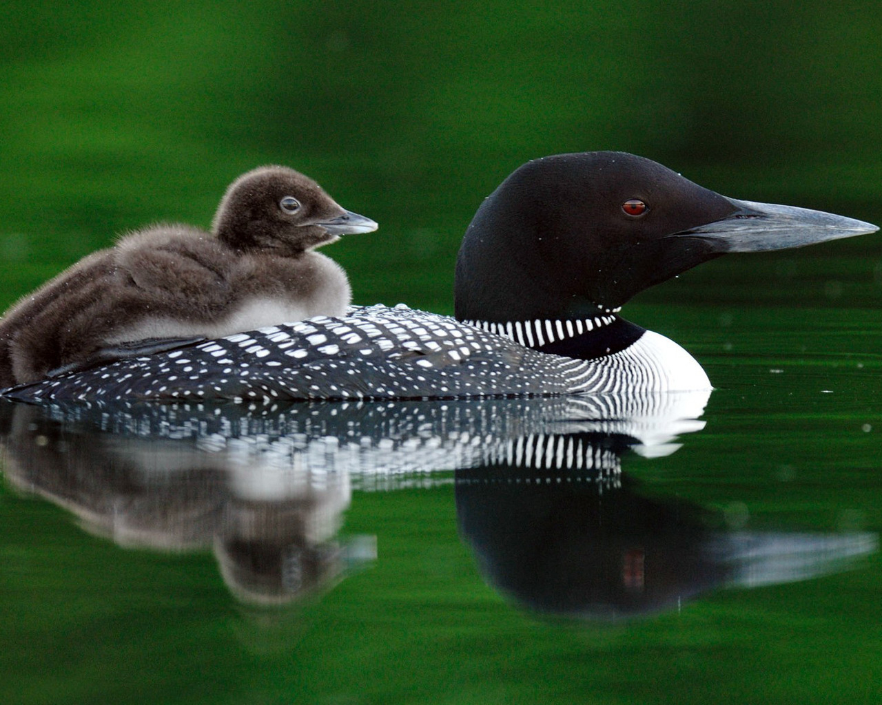 Птичка и птенец