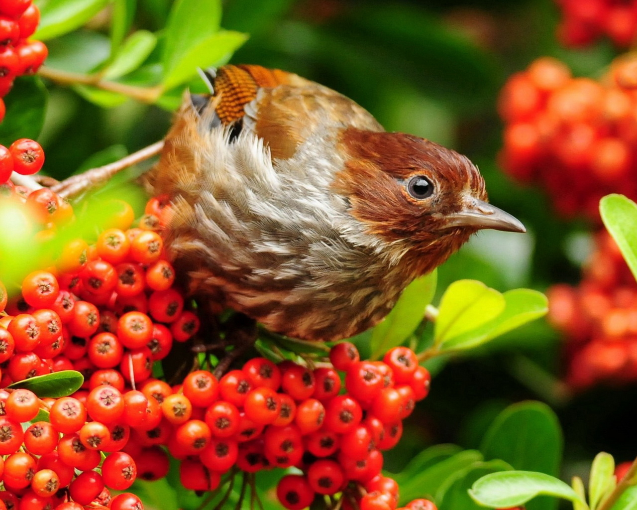 Птичка на рябине