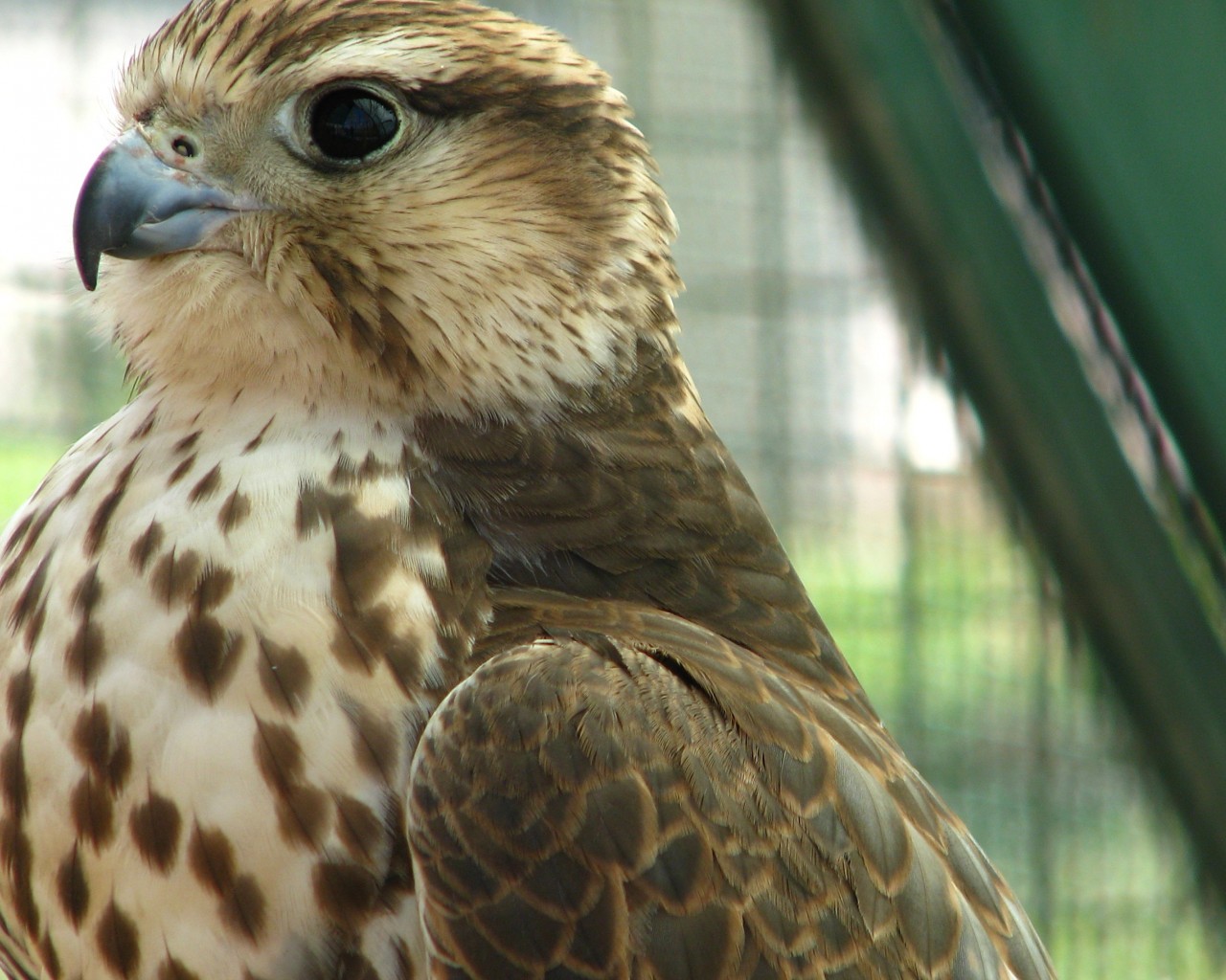 Хищная птица