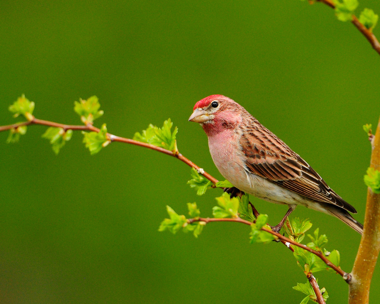 Птичка на ветке