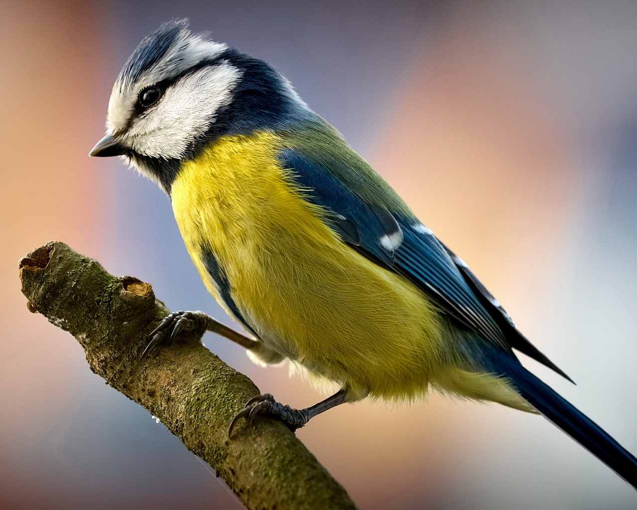 Птичка на ветке