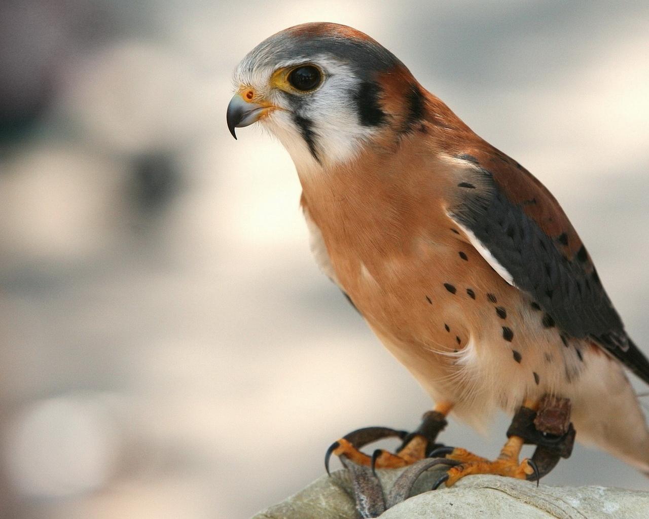 Крылатый хищник