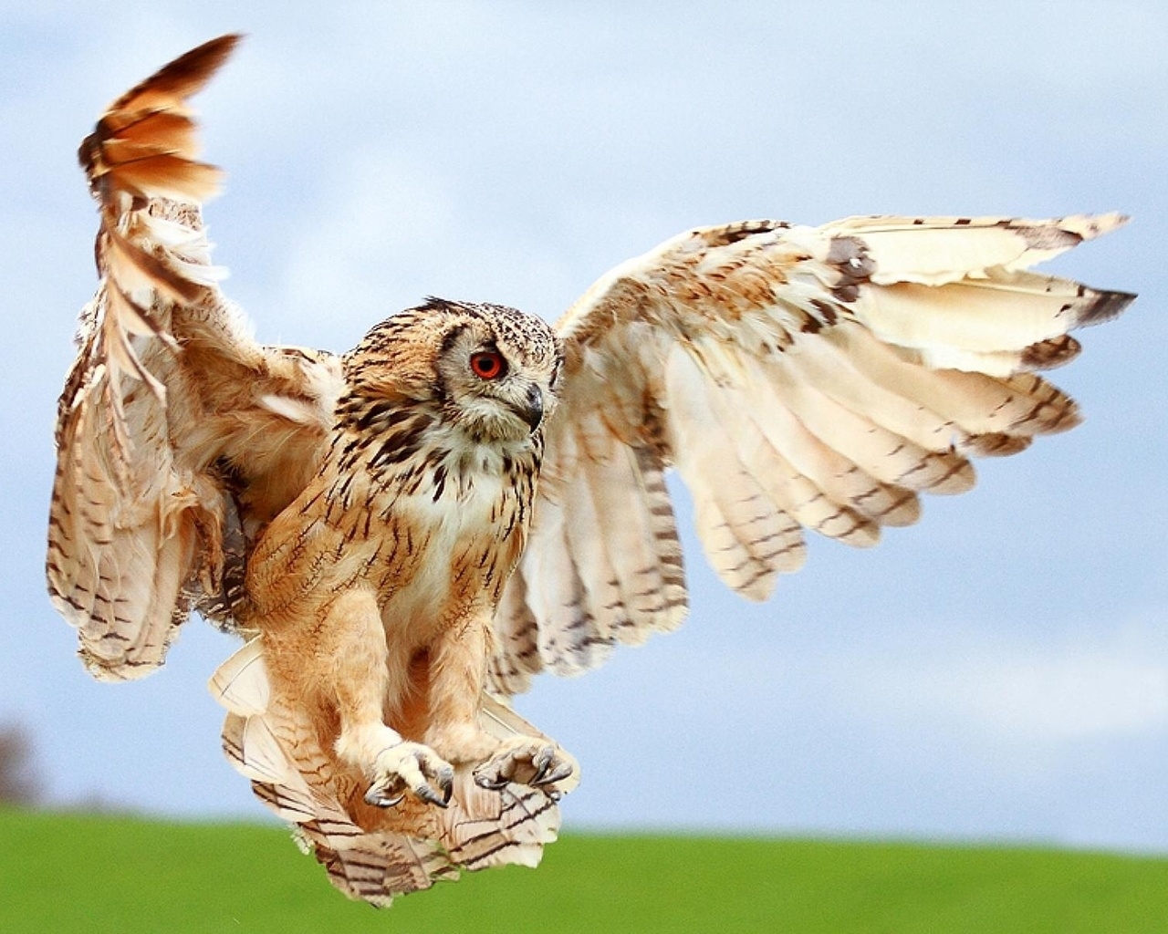 Крылатый хищник