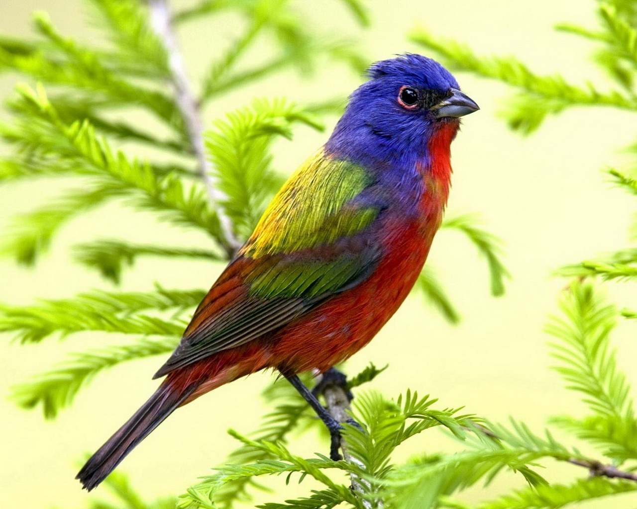 Яркая птица