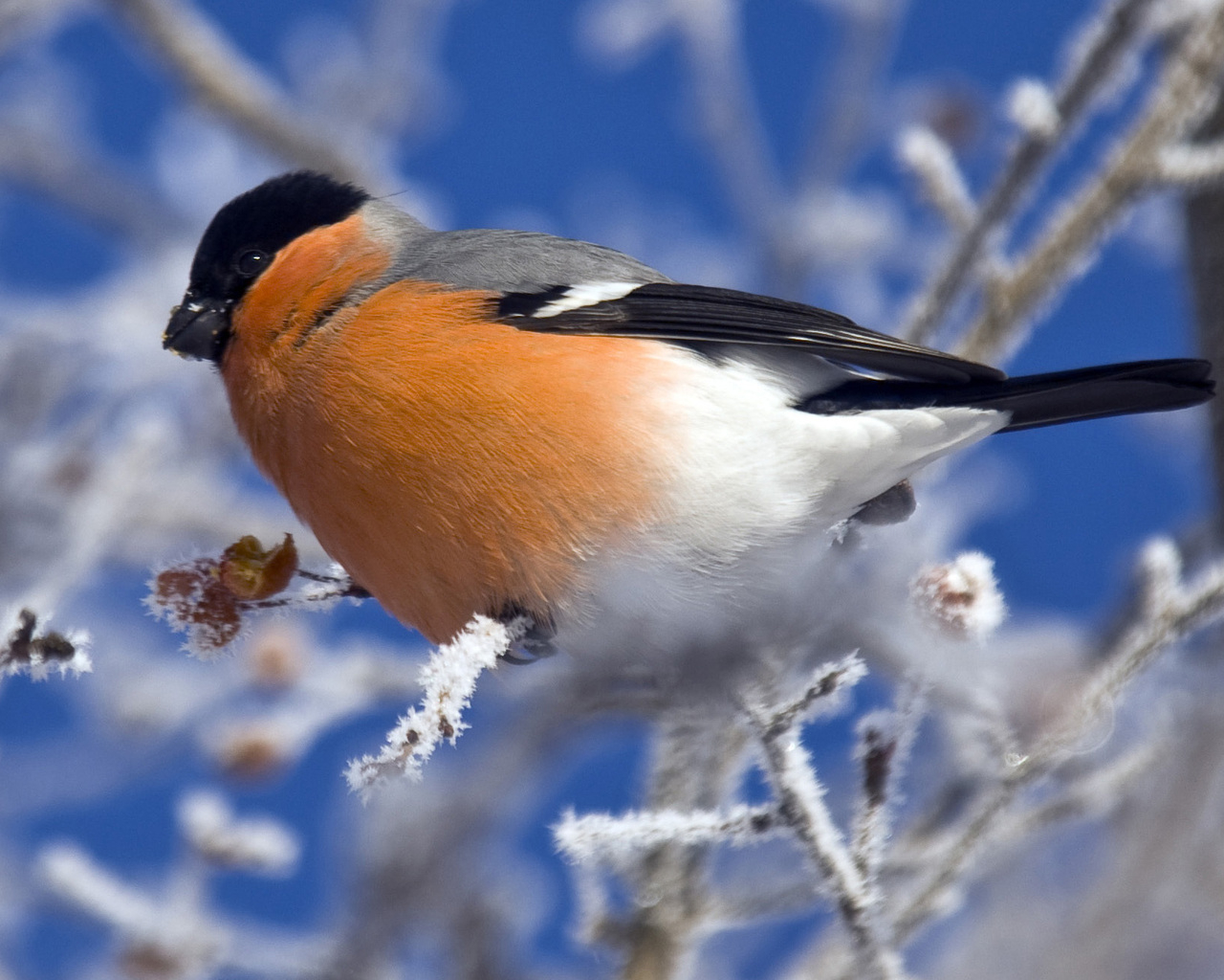 Снегирь на ветке