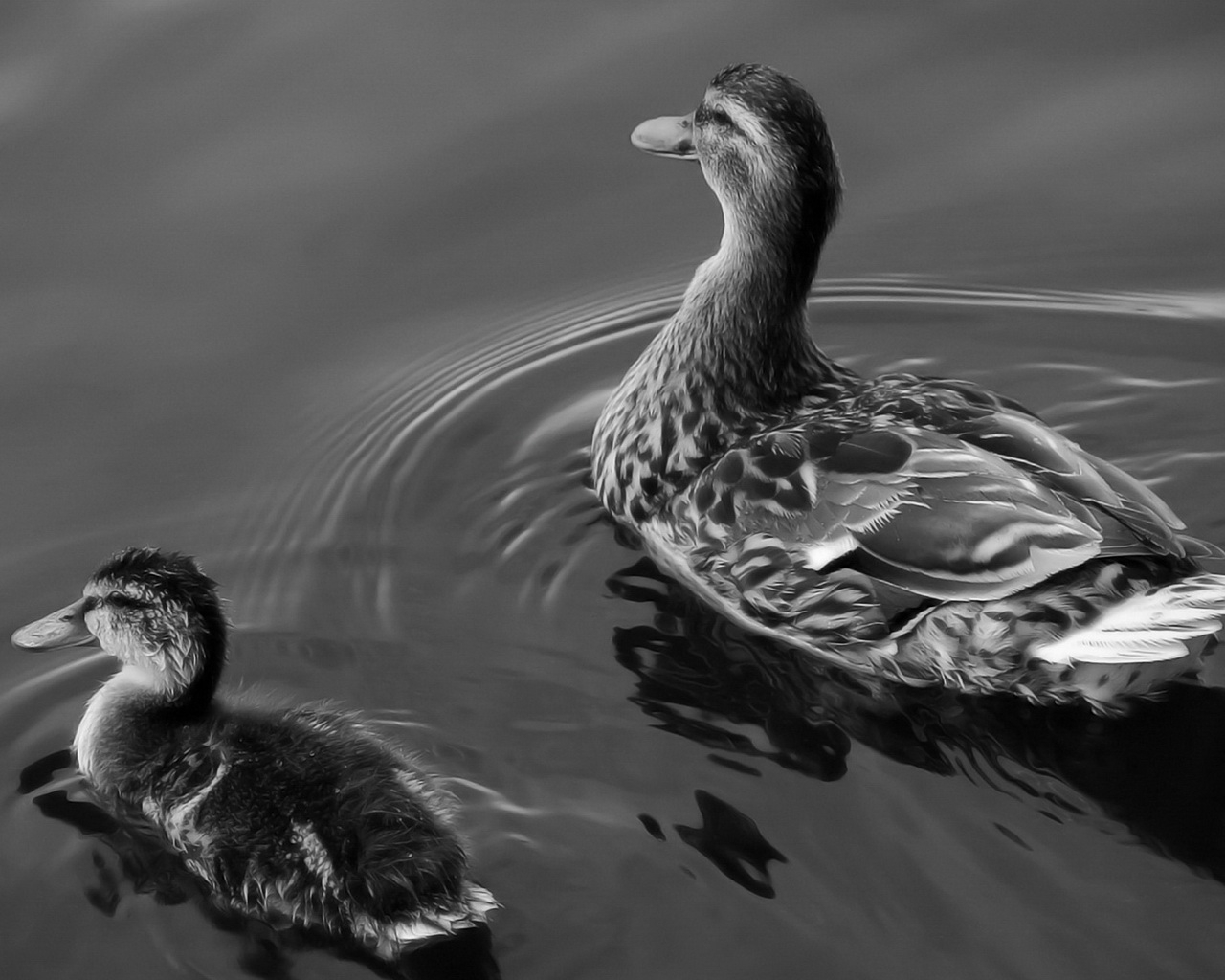 Утка и утенок