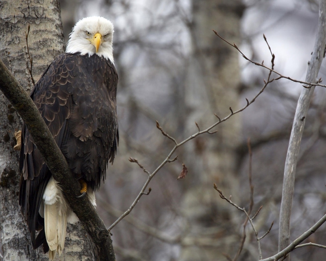 Орел на ветке