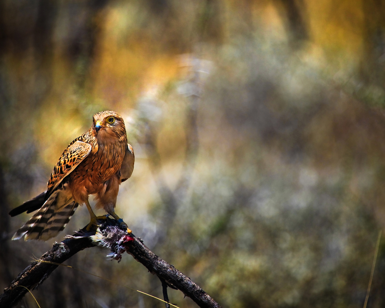 Сокол с добычей