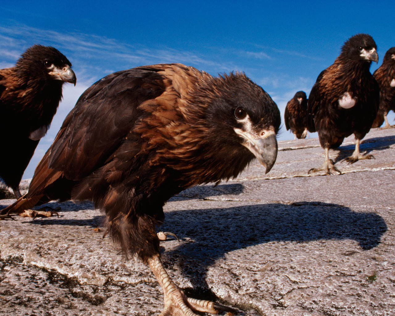 Семейство каракары