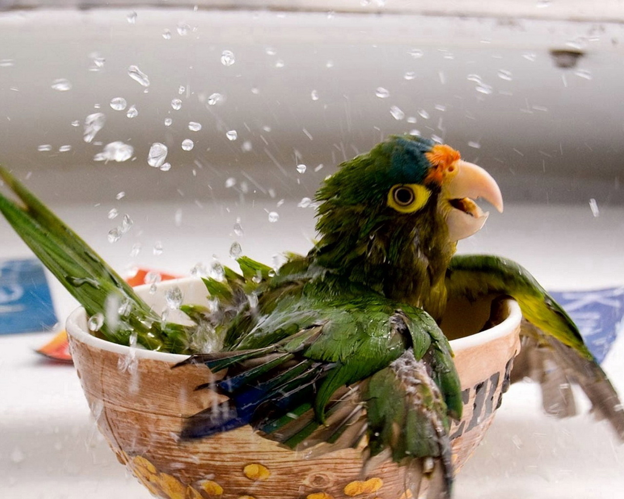 Купающийся попугай