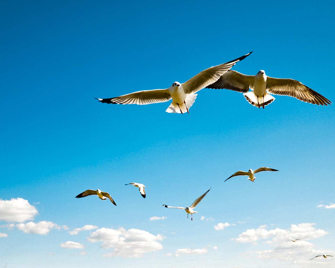 Чайки в небе