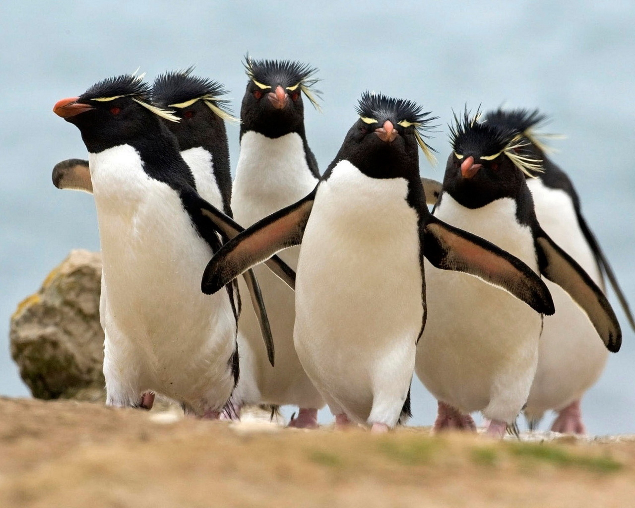 Королевские пингвины