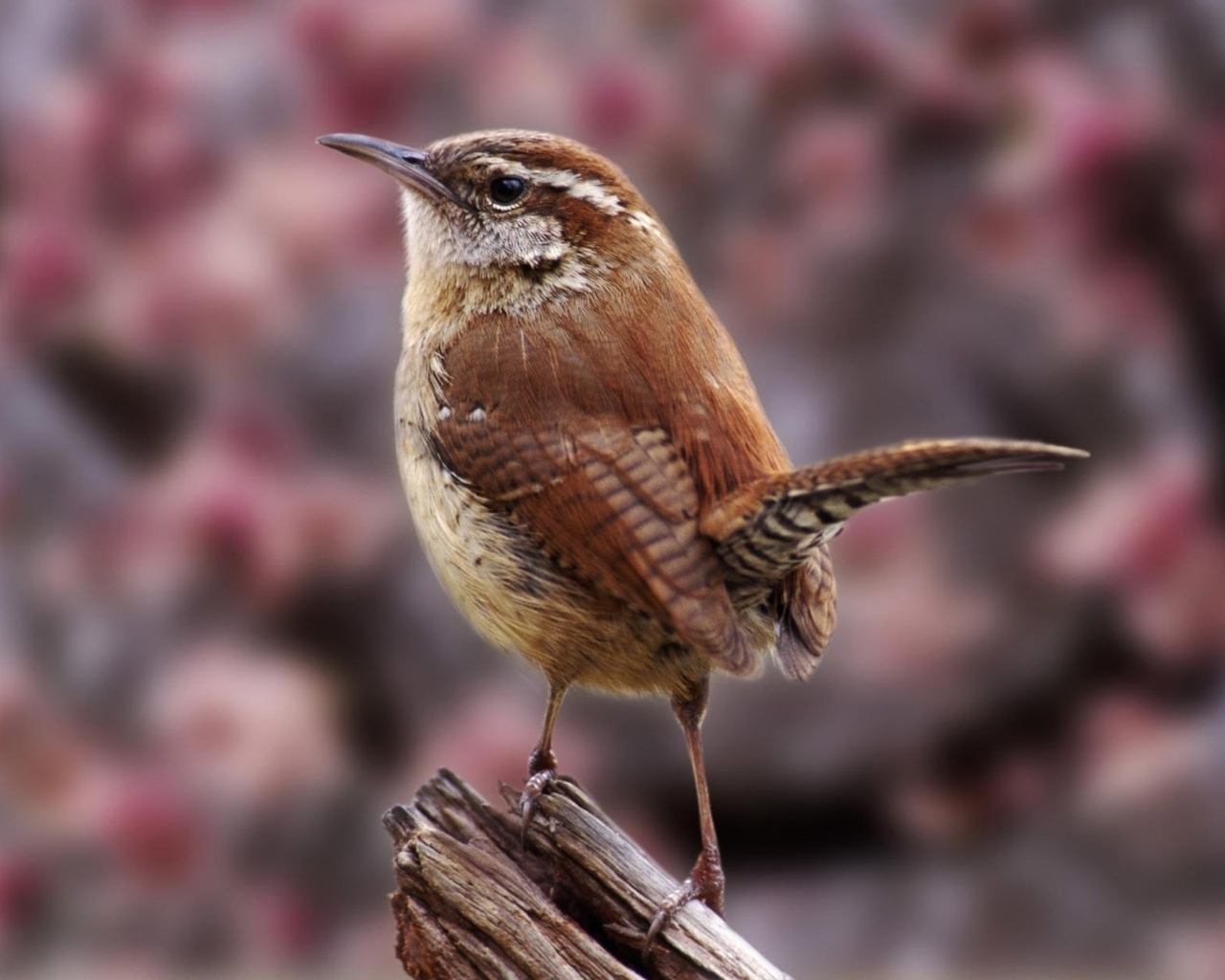 Маленькая птичка