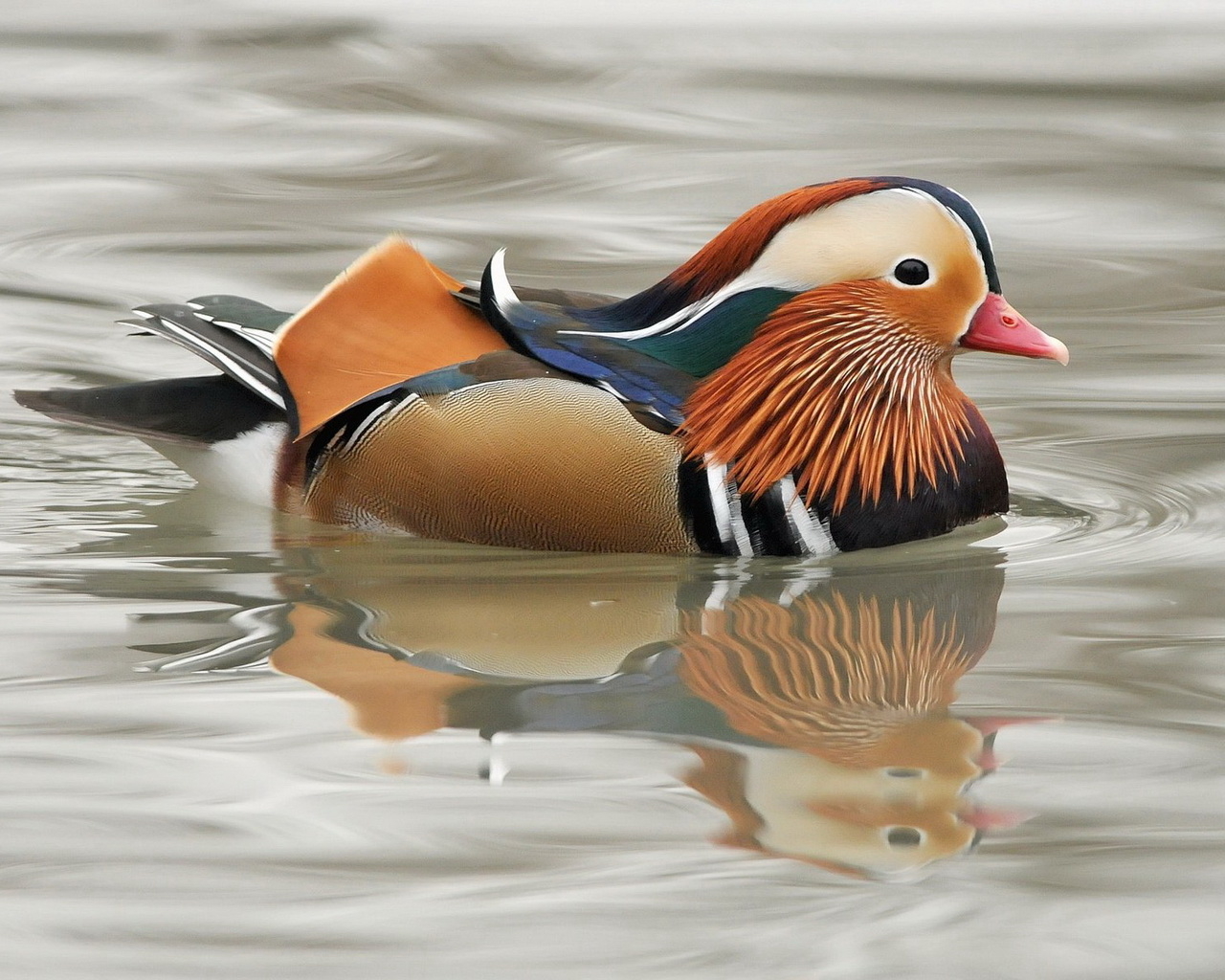 Мандаринка