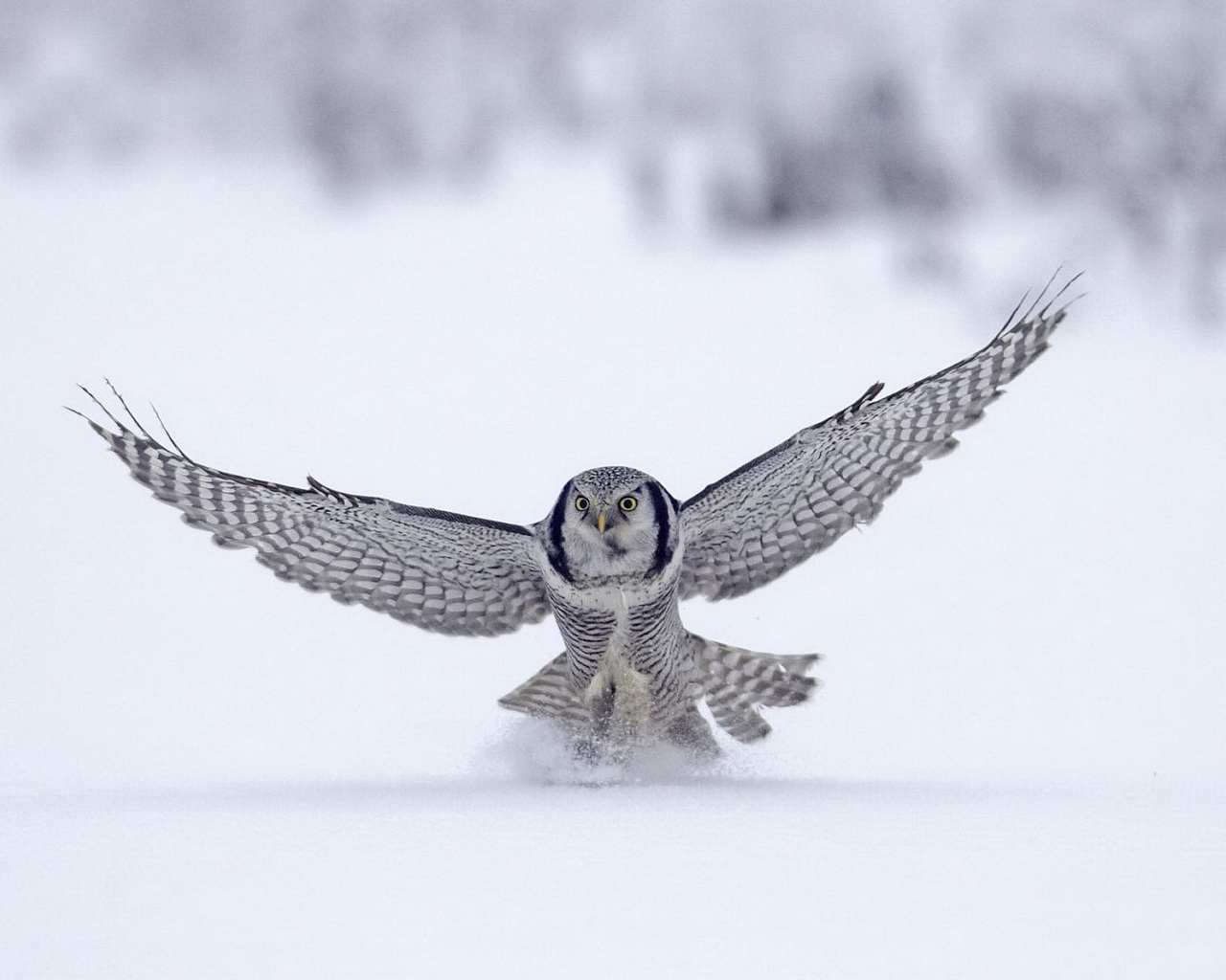 Сова на охоте