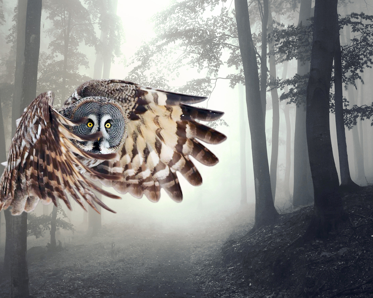 Сова в полете