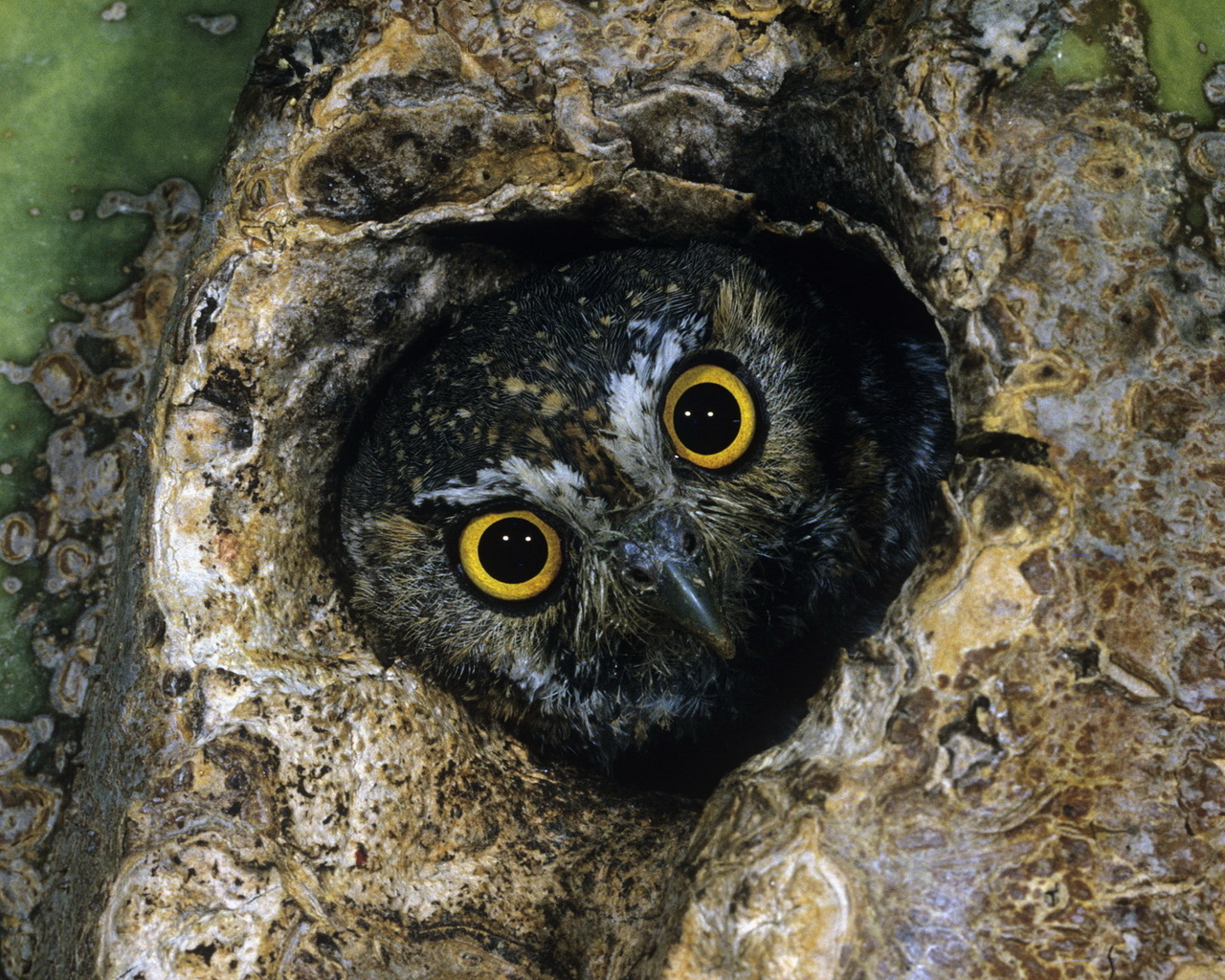 Сова в дупле