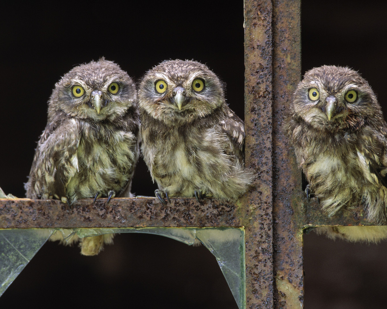 Совы в окне