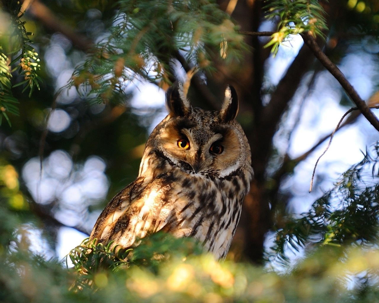 Сова на ветке