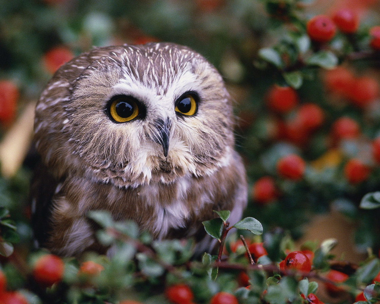 Совенок на кусту