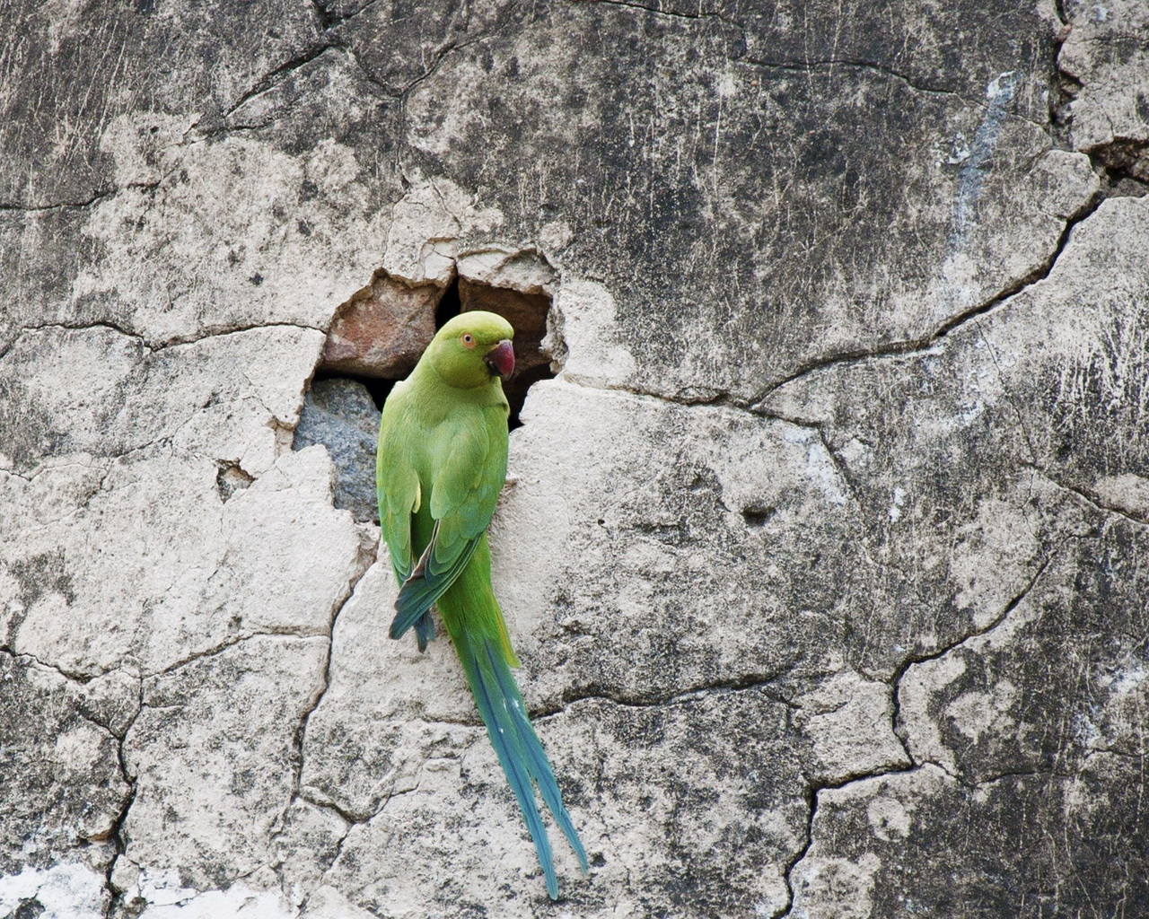 Попугай на стене