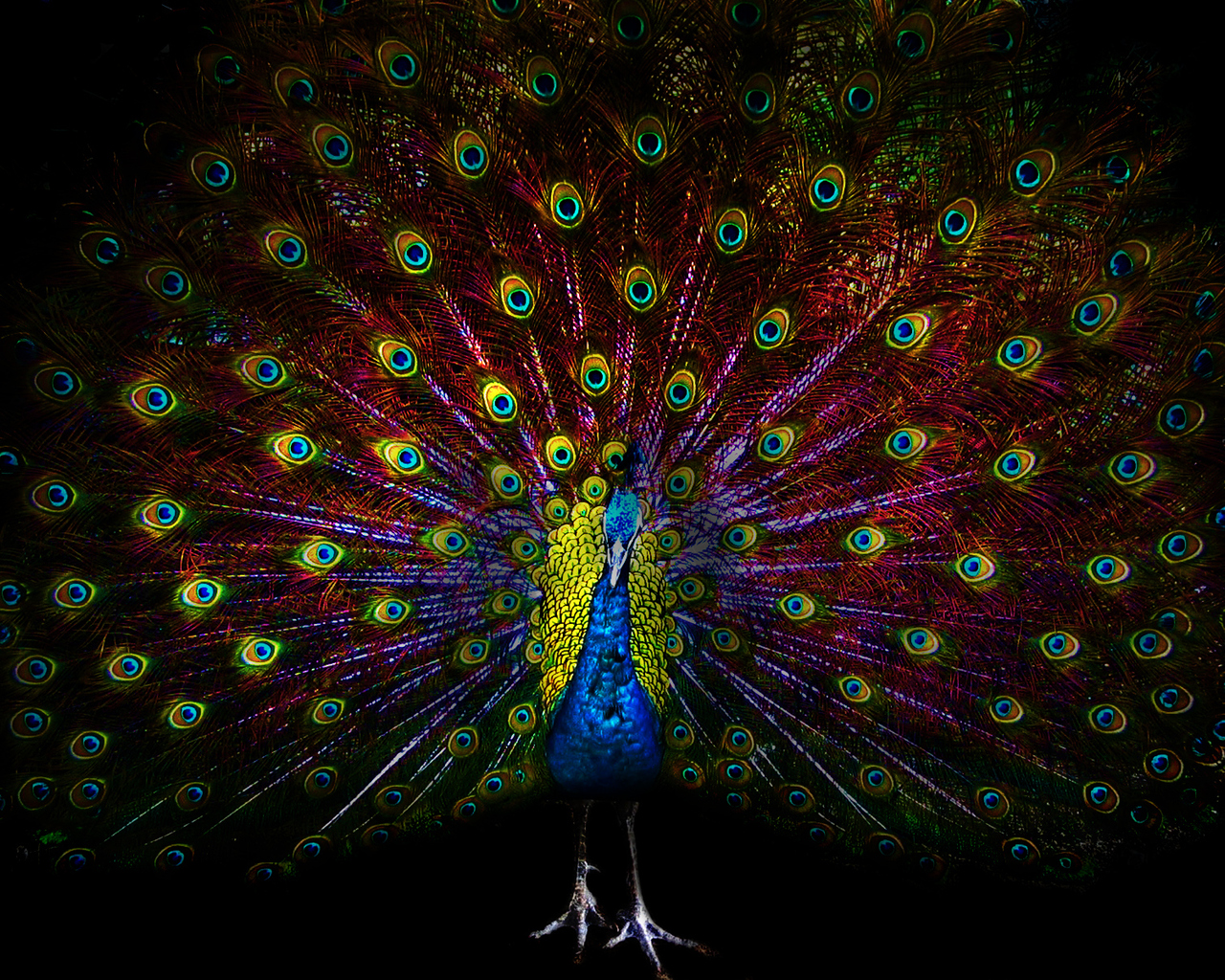 Павлин с ярким хвостом