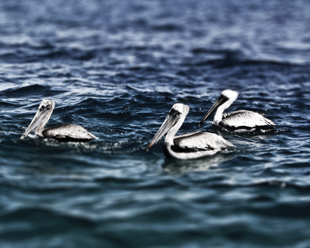 Пеликаны на воде
