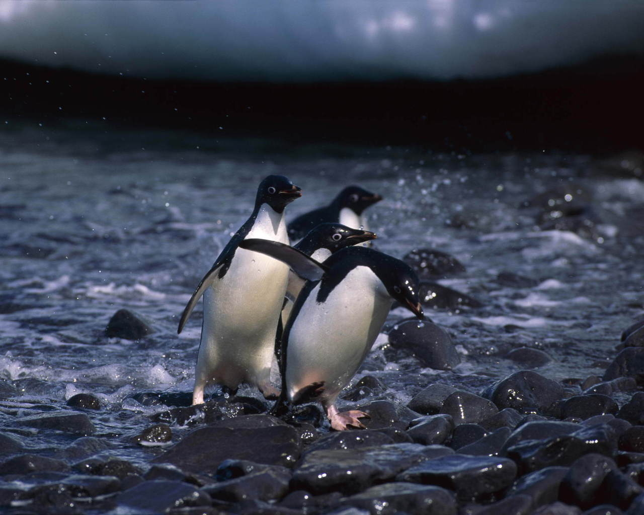 Пингвины на камнях