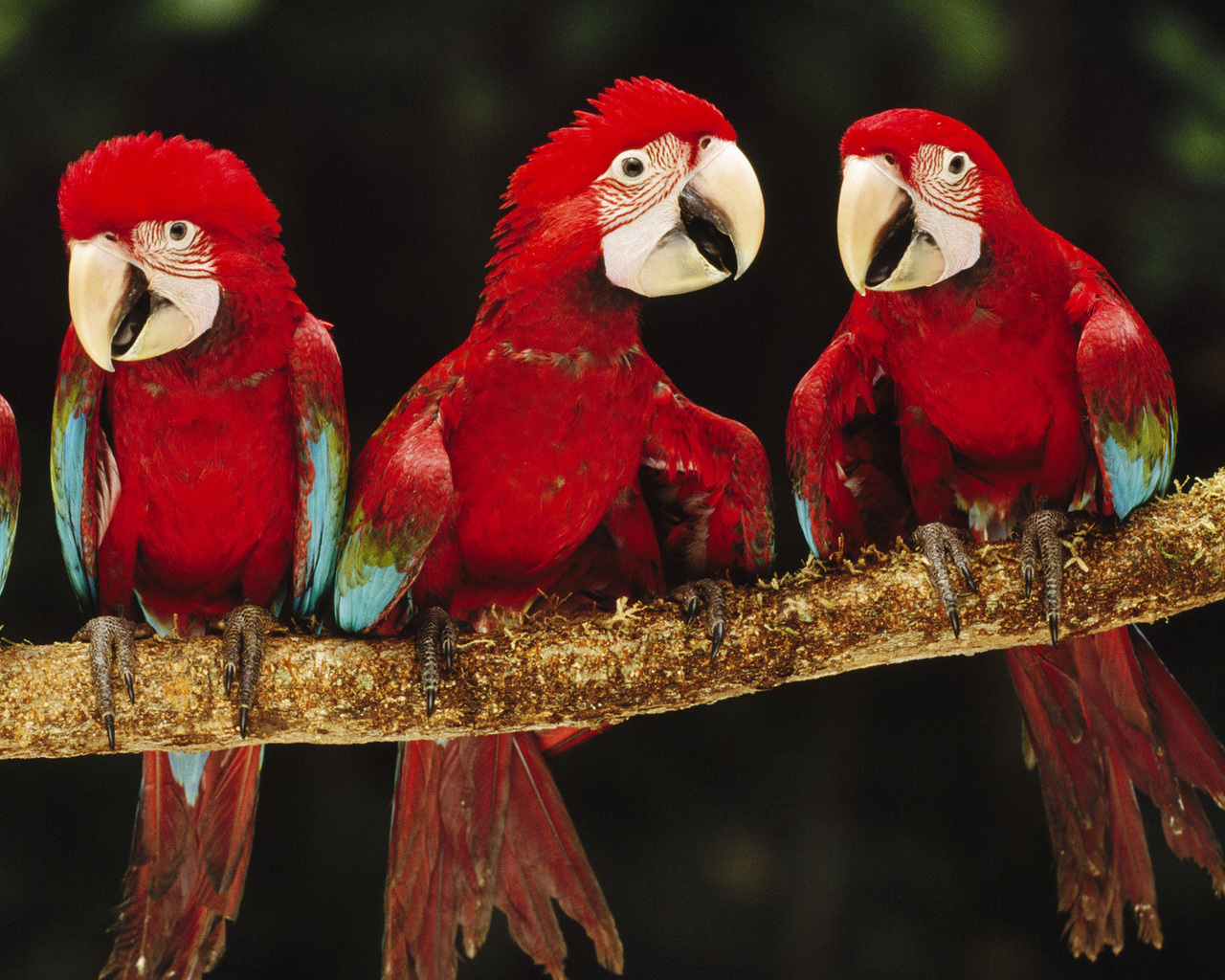 Красные ары